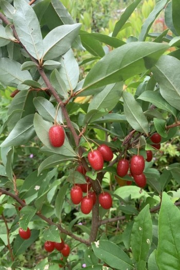 Гумі / Лох багатоквітковий | Гуми / Лох многоцветковый | Elaeagnus multiflora